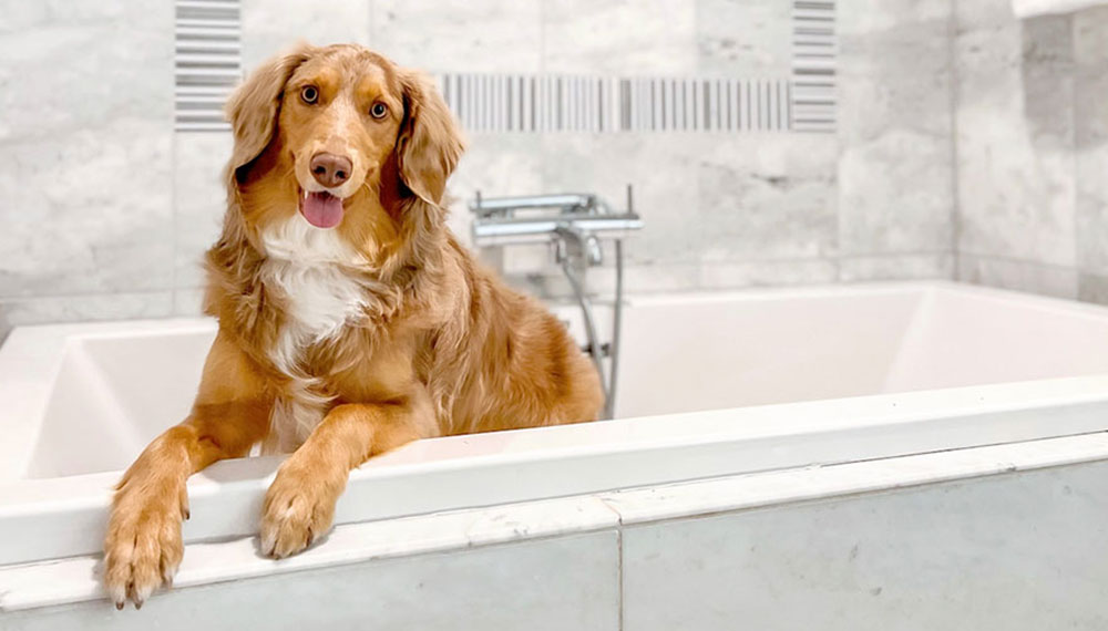 Dog in bathtub